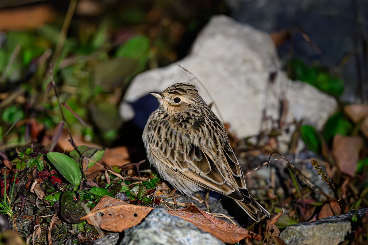 Oriental Skylark - Sudhir Paul