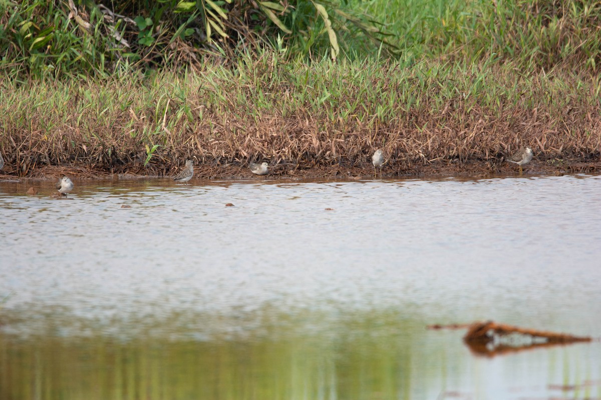 Wood Sandpiper - ML617970365