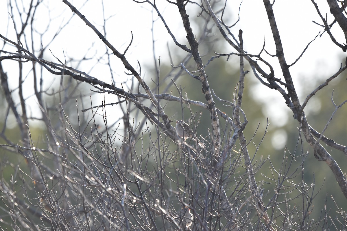 Field Sparrow - Nancy Lance