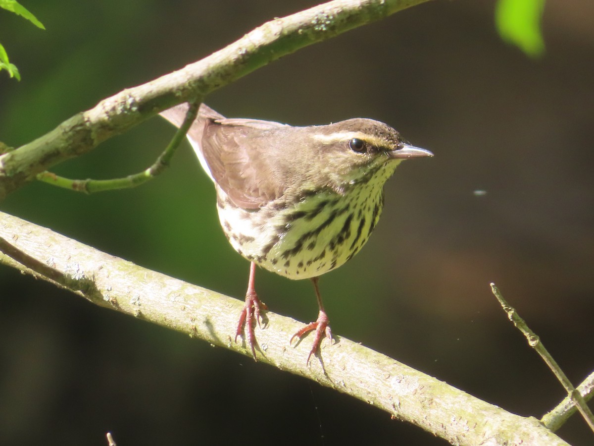 Northern Waterthrush - Ken Clark