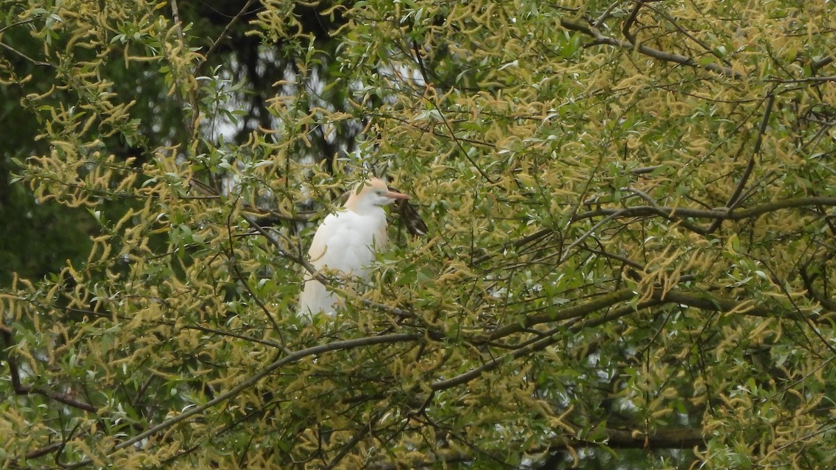 Western Cattle Egret - Andy  Woodward