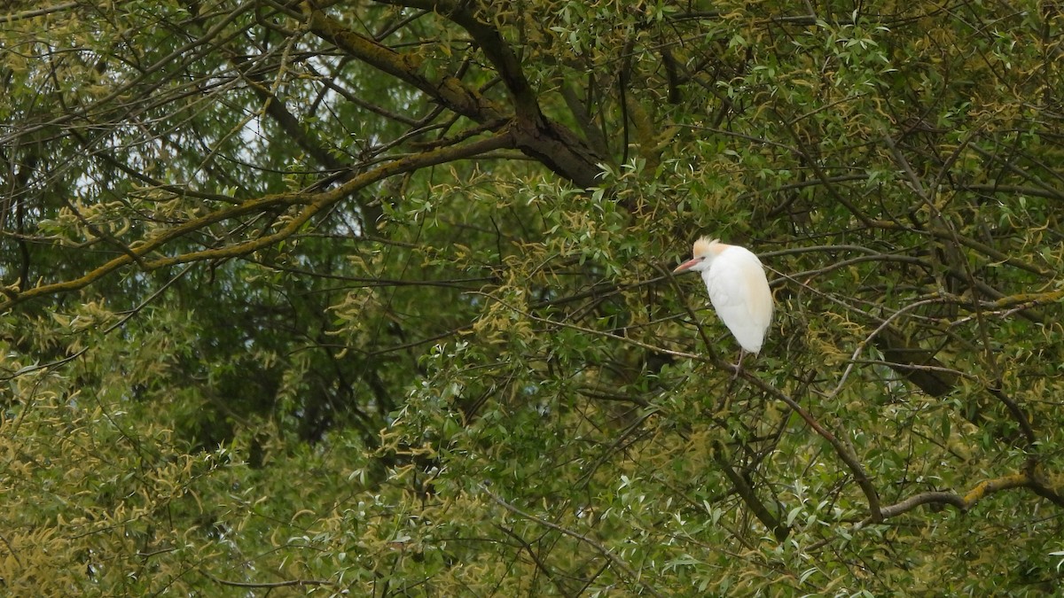 Western Cattle Egret - Andy  Woodward