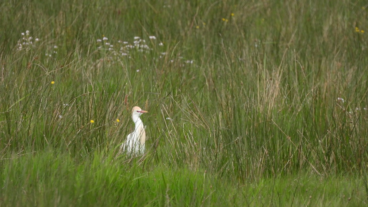 Western Cattle Egret - Andy  Woodward