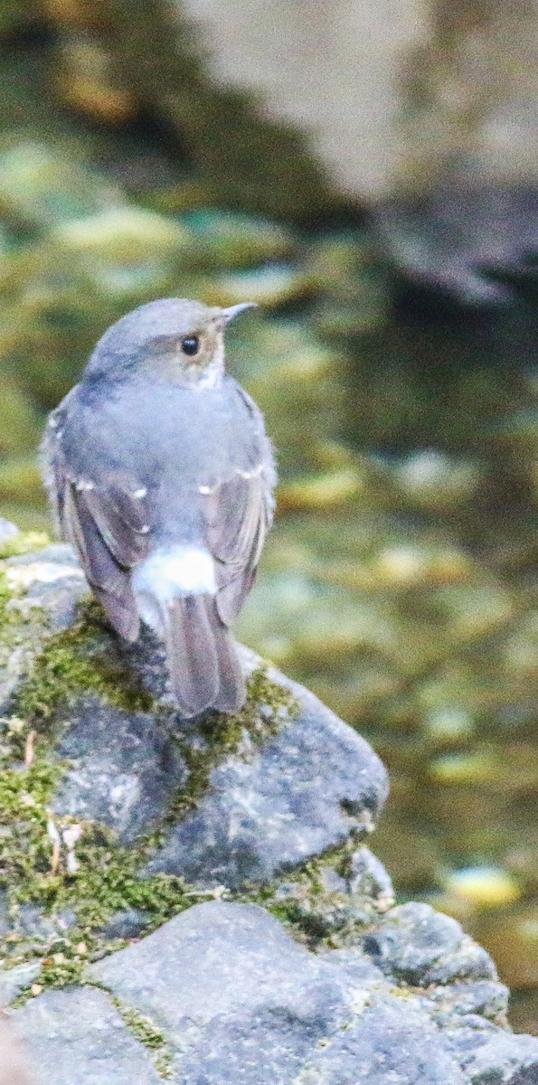 Plumbeous Redstart - ML617970493