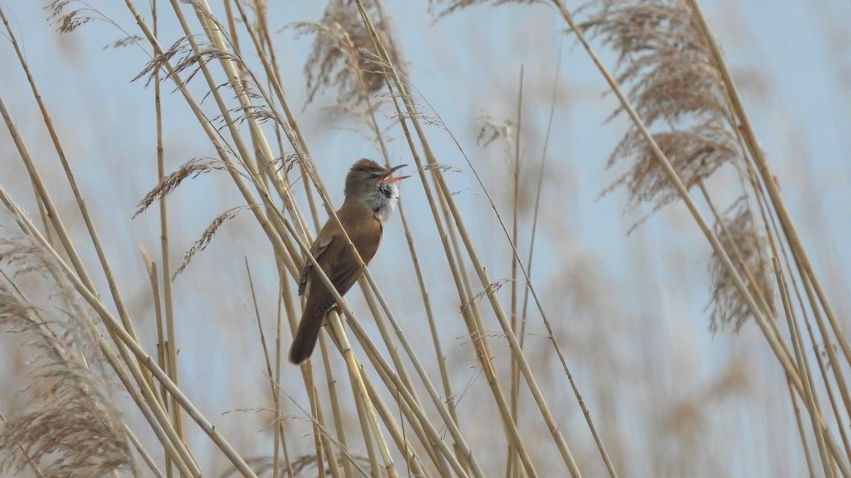 Great Reed Warbler - Andy  Woodward