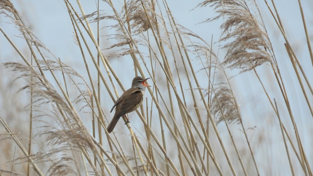 Great Reed Warbler - Andy  Woodward