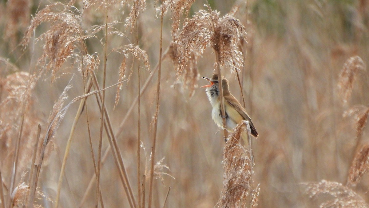 Great Reed Warbler - Andy  Woodward