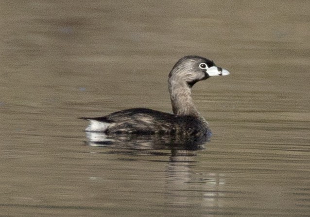 Pied-billed Grebe - ML617970523