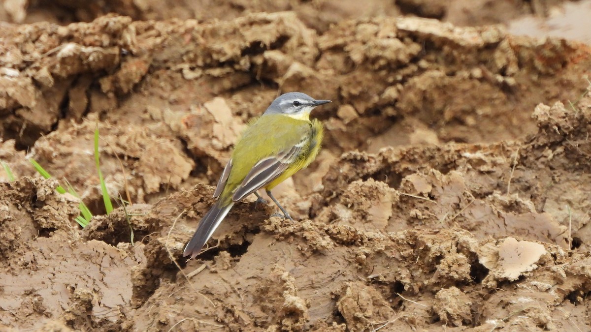 Western Yellow Wagtail - ML617970536