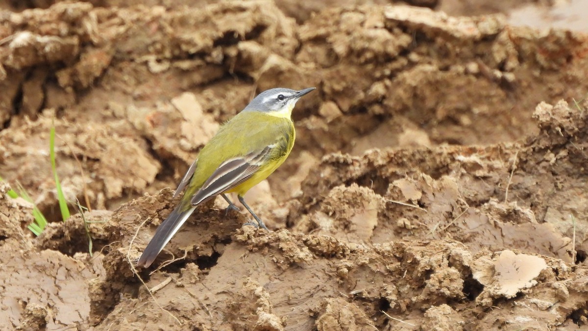 Western Yellow Wagtail - Andy  Woodward