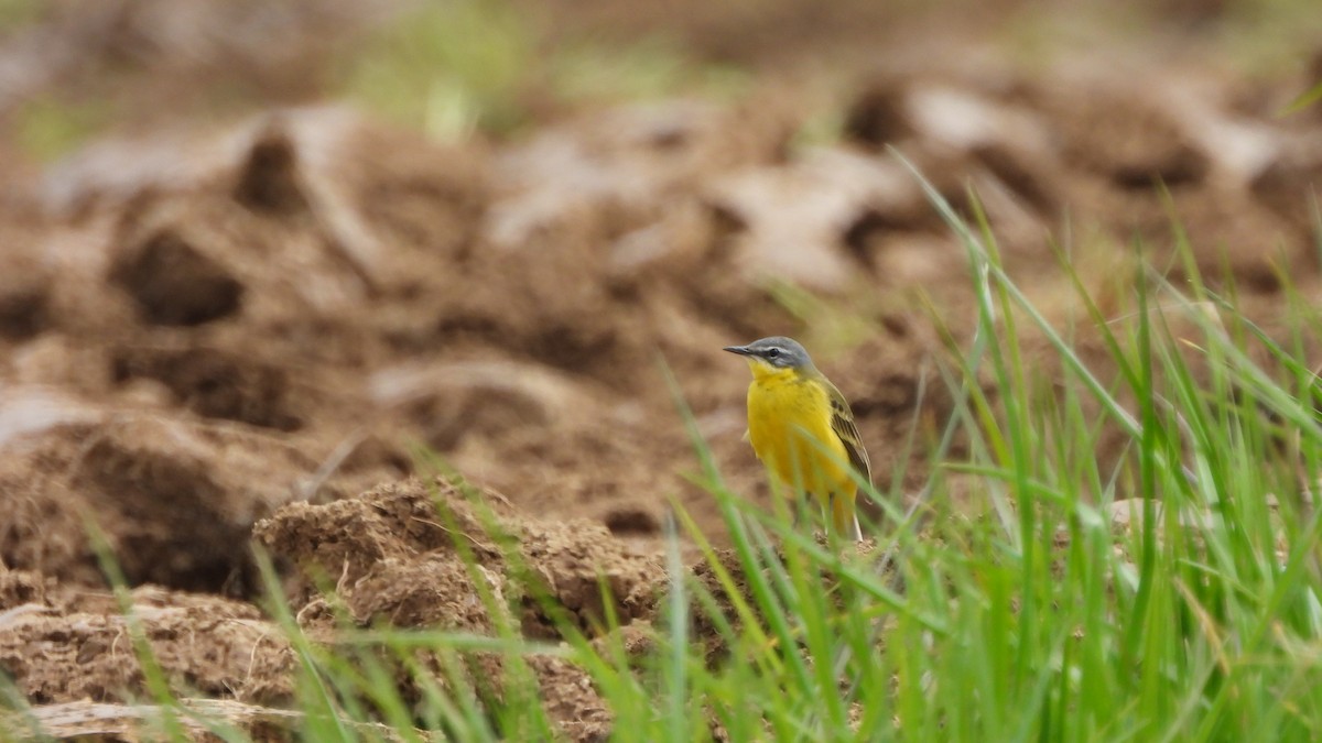 Western Yellow Wagtail - Andy  Woodward