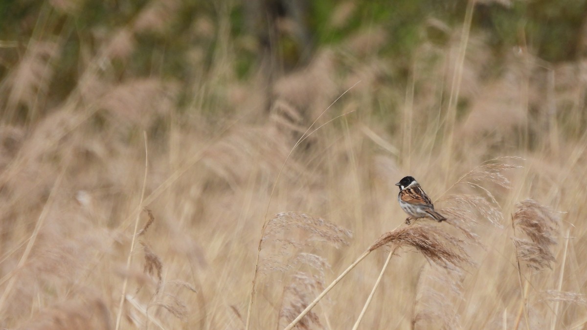 Reed Bunting - Andy  Woodward