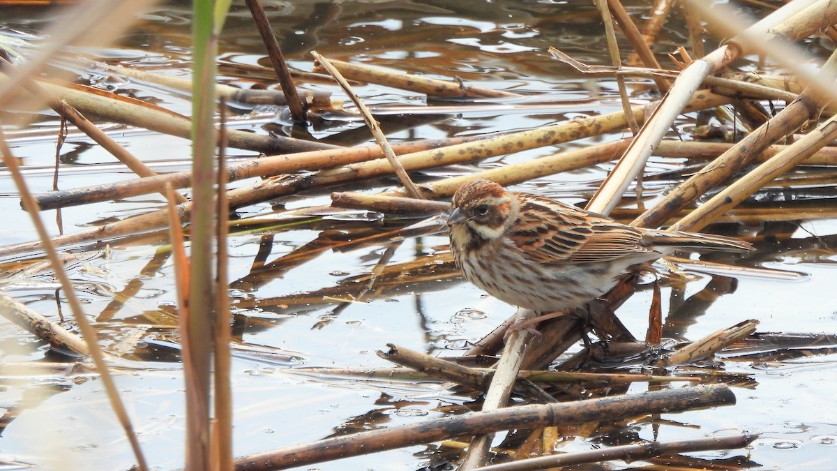Reed Bunting - Andy  Woodward