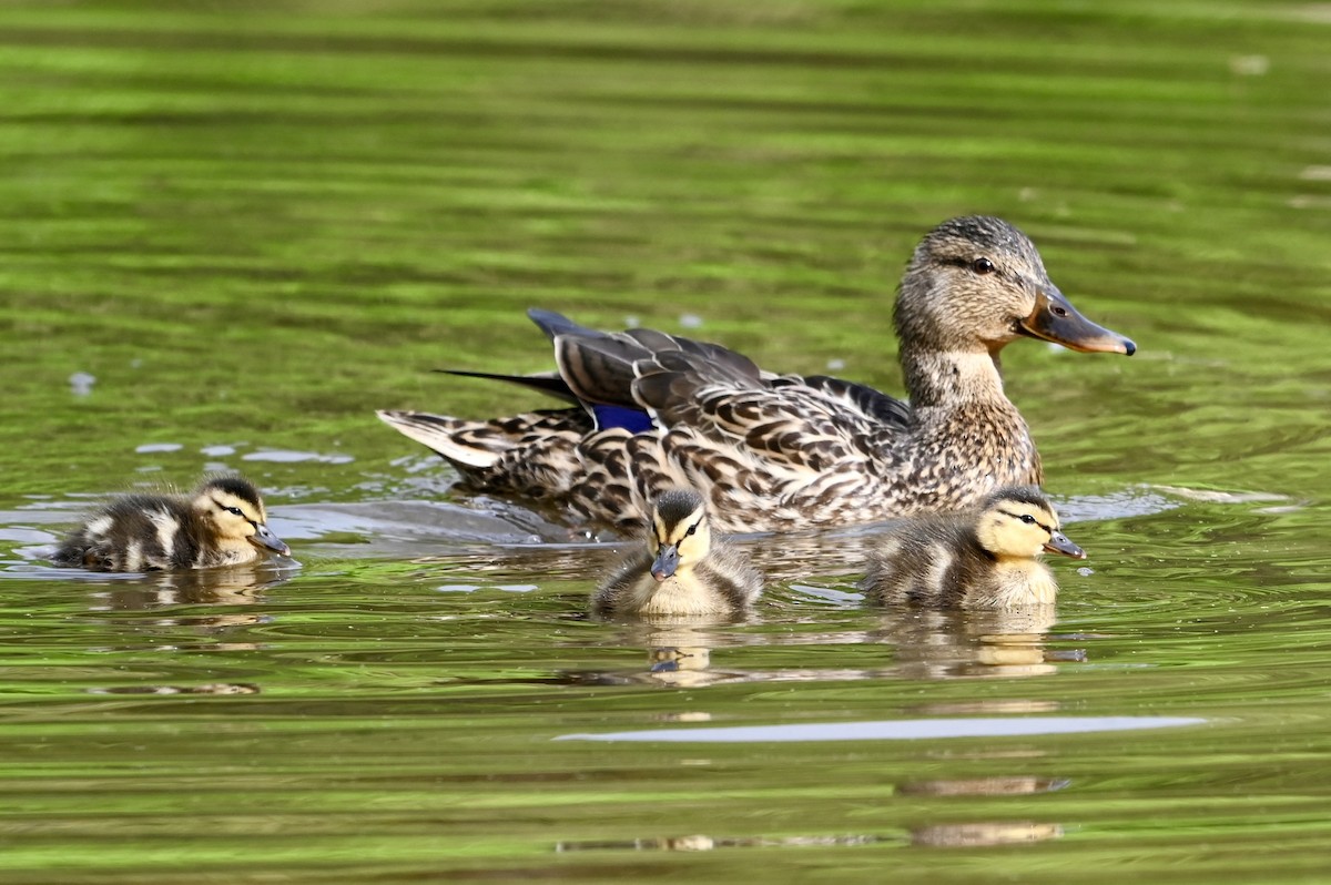 Mallard - ML617970559