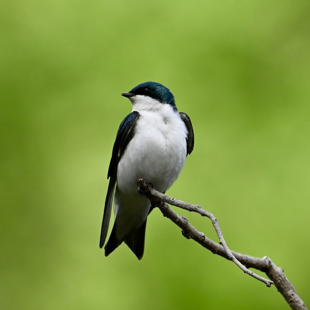 Tree Swallow - Mike Saccone