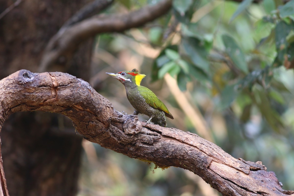 Lesser Yellownape - ML617970593