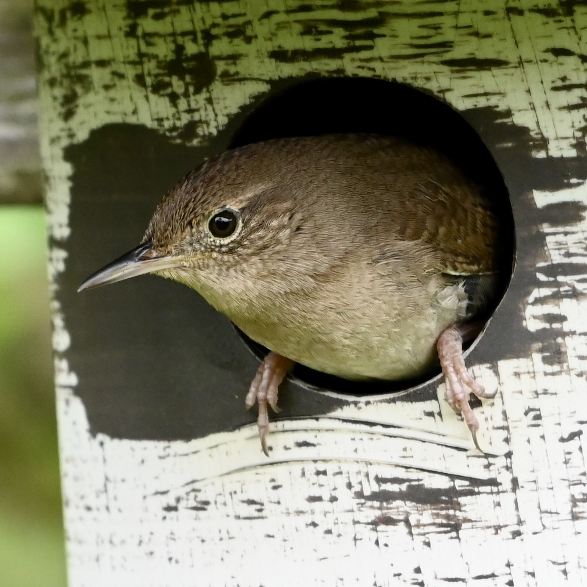 House Wren - ML617970597