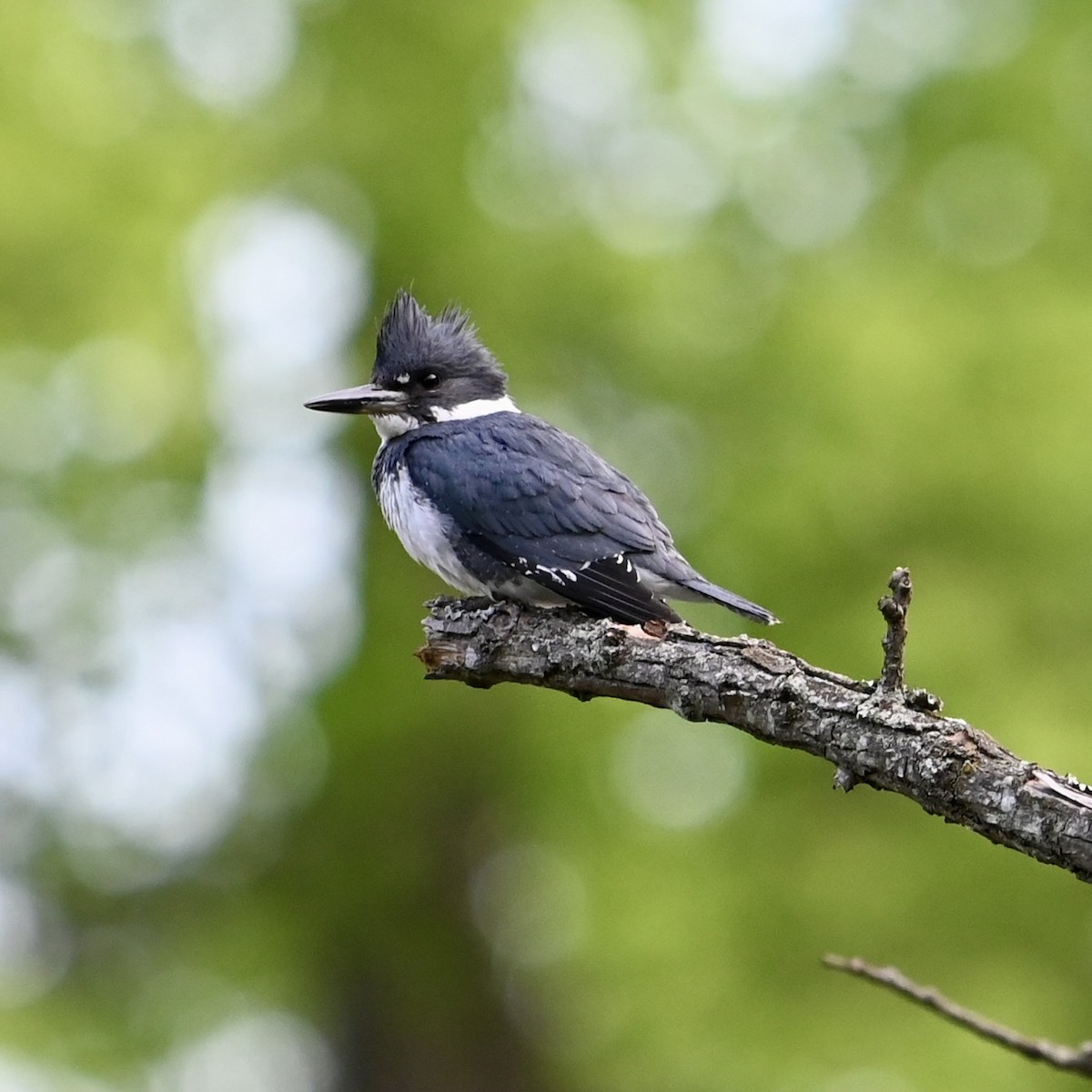 Belted Kingfisher - ML617970602