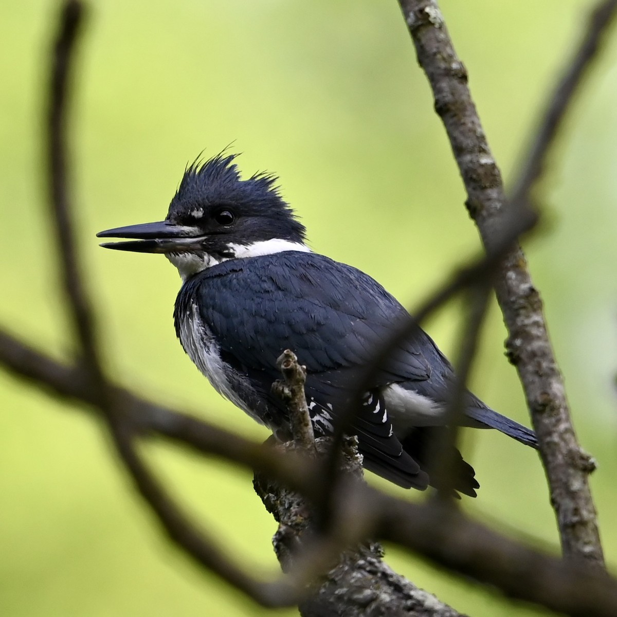 Belted Kingfisher - ML617970603