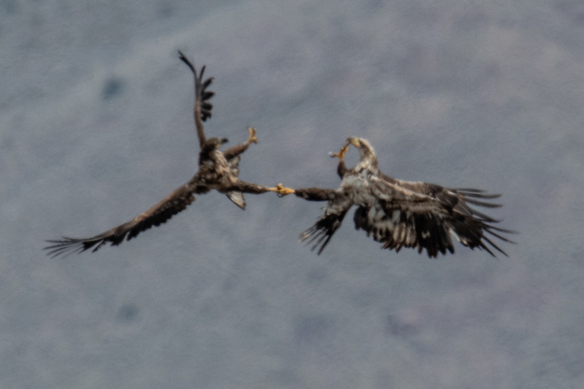 Bald Eagle - ML617970617