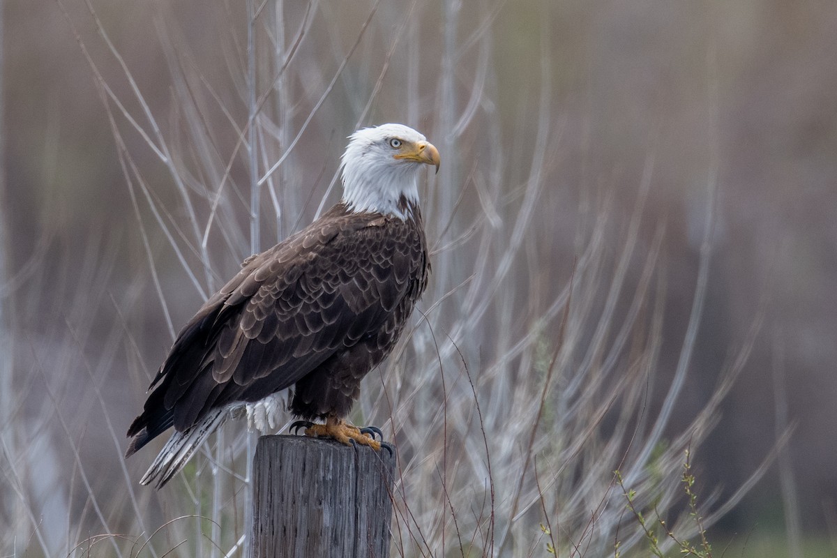 Bald Eagle - ML617970619