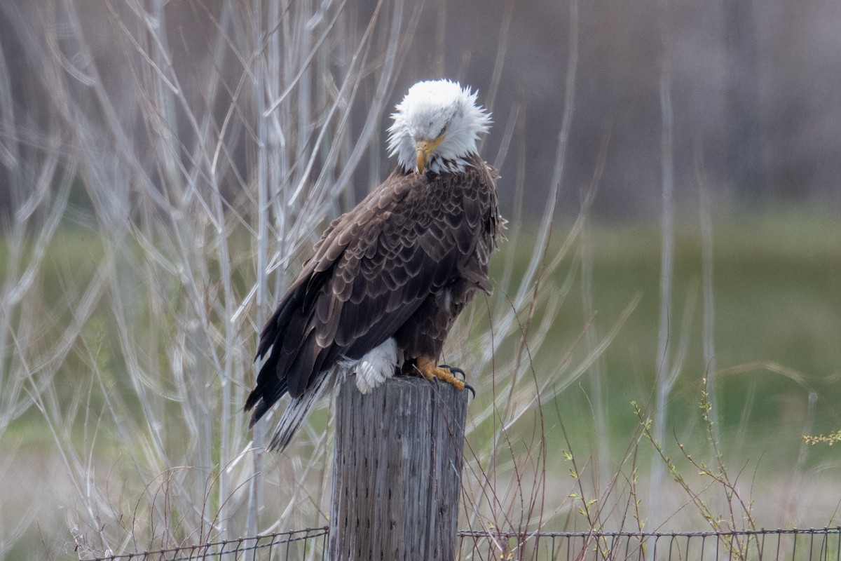 Bald Eagle - ML617970620