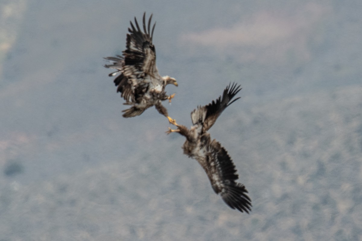 Bald Eagle - ML617970622