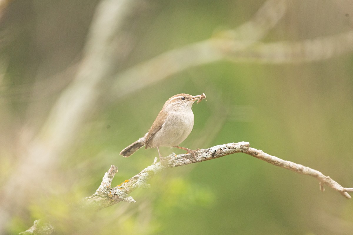 Bewick's Wren - Gabrielle Harper