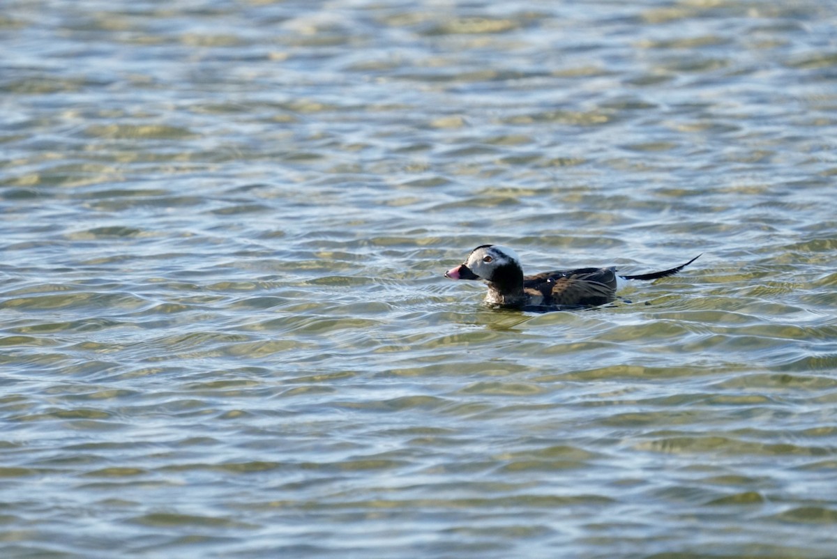 Long-tailed Duck - Grace McCulloch