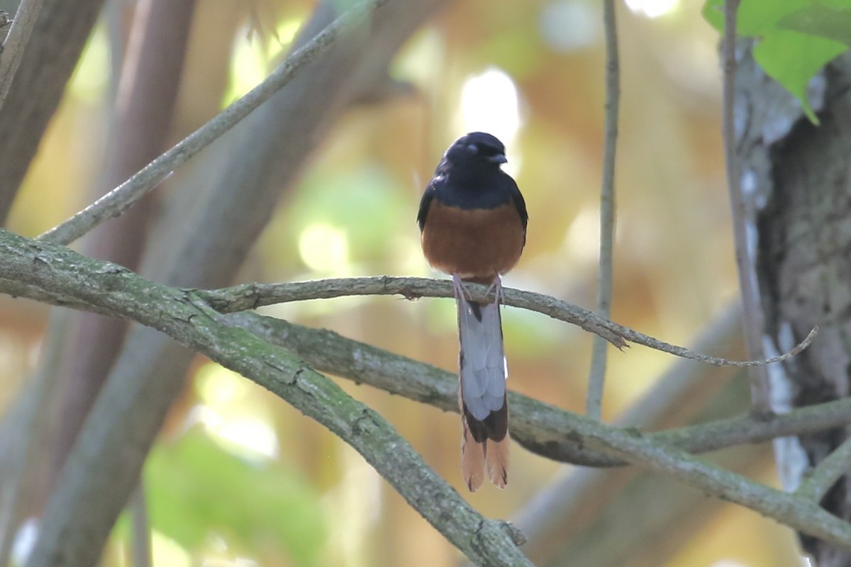 White-rumped Shama - ML617970753