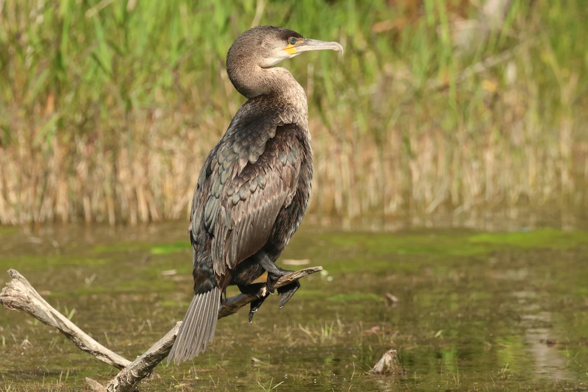 Cormorán Grande - ML617970770