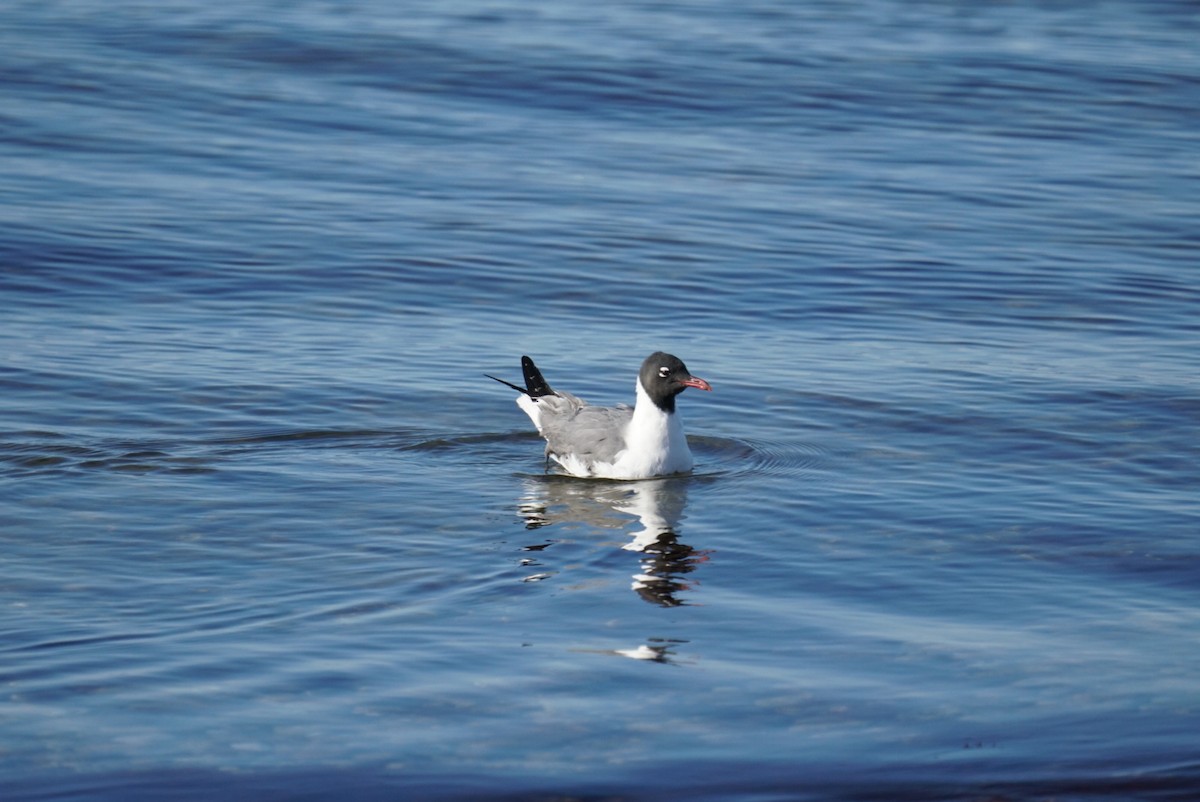 Laughing Gull - Grace McCulloch