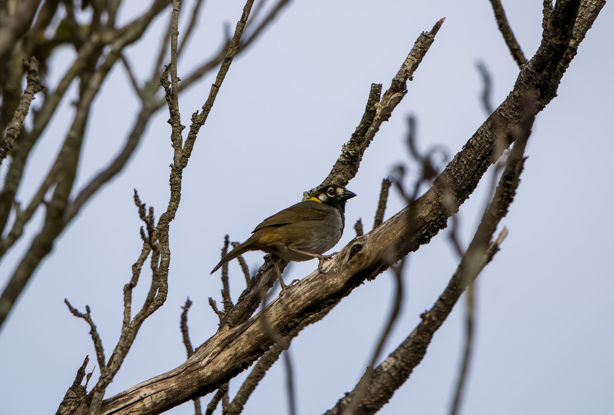 White-eared Ground-Sparrow - ML617970781