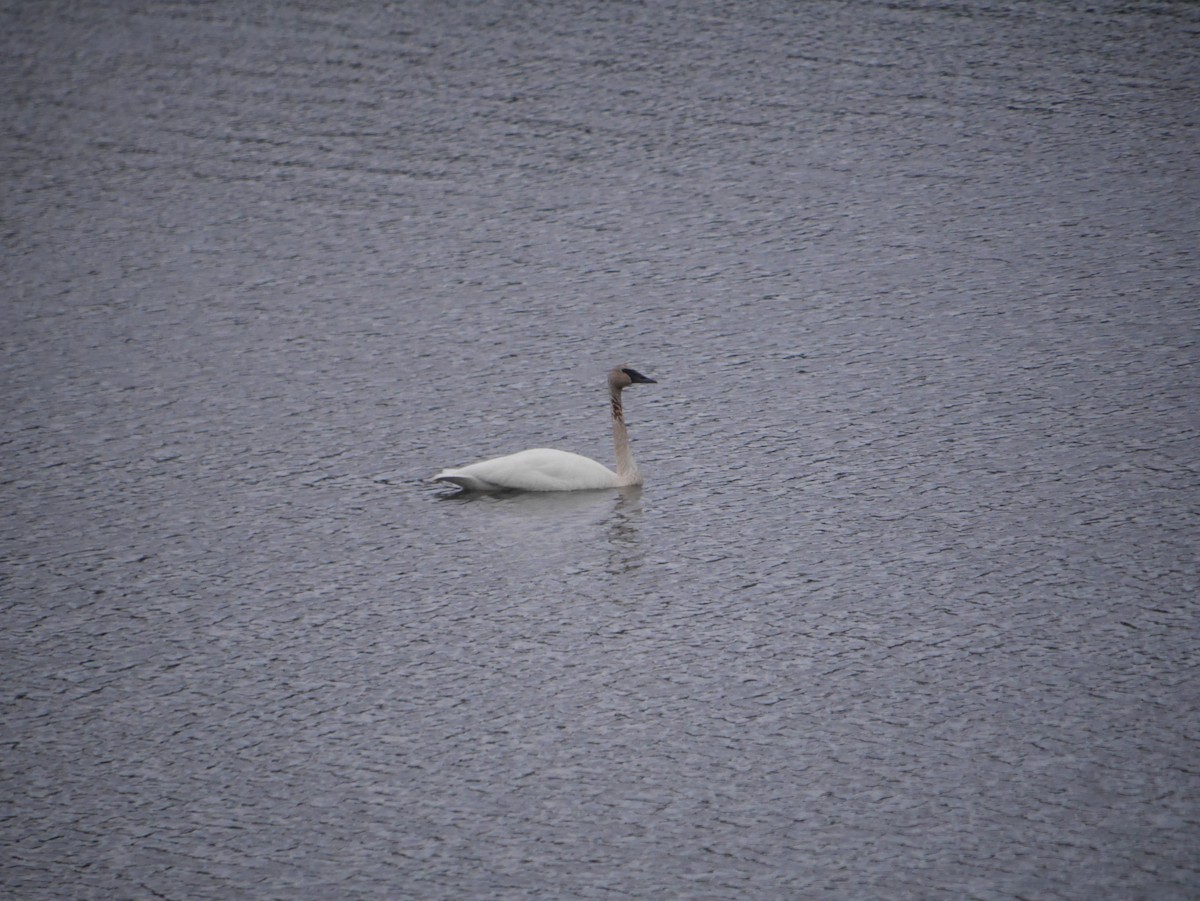 Trumpeter Swan - Cindy Dobrez