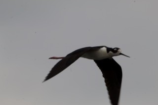 Black-necked Stilt - ML617970792