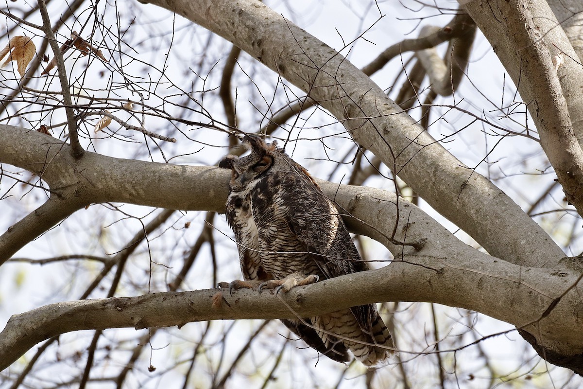 Great Horned Owl - ML617970794