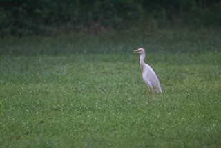 Чапля єгипетська (підвид ibis) - ML617970801