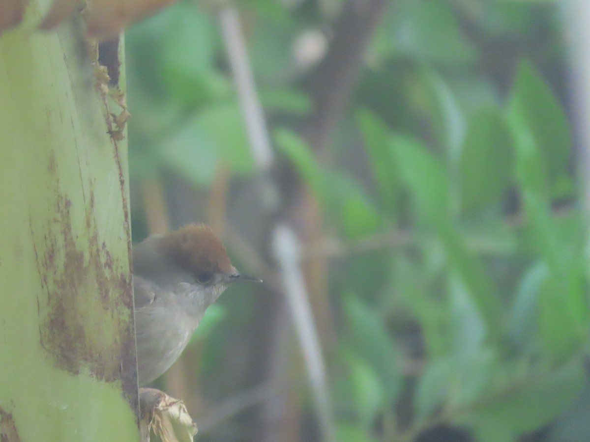 Eurasian Blackcap - ML617970859