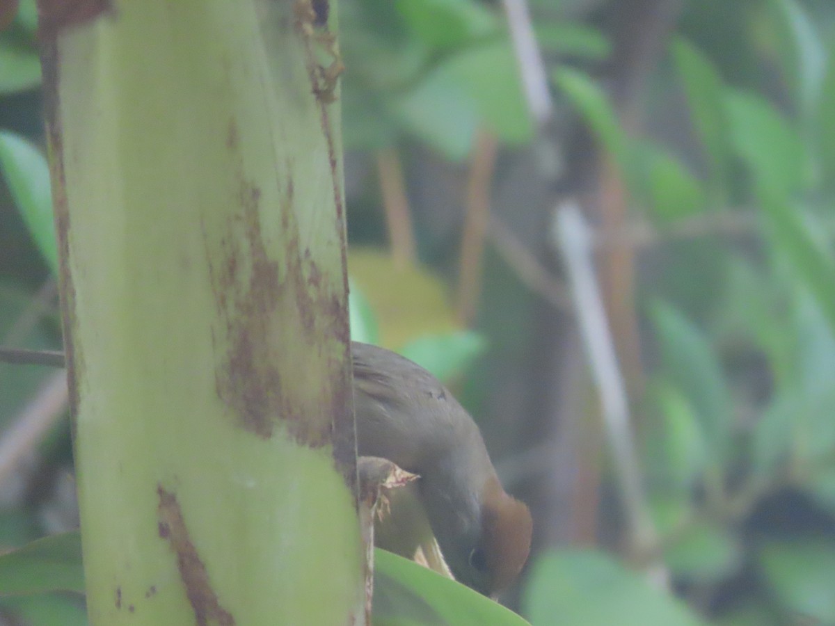 Eurasian Blackcap - ML617970860