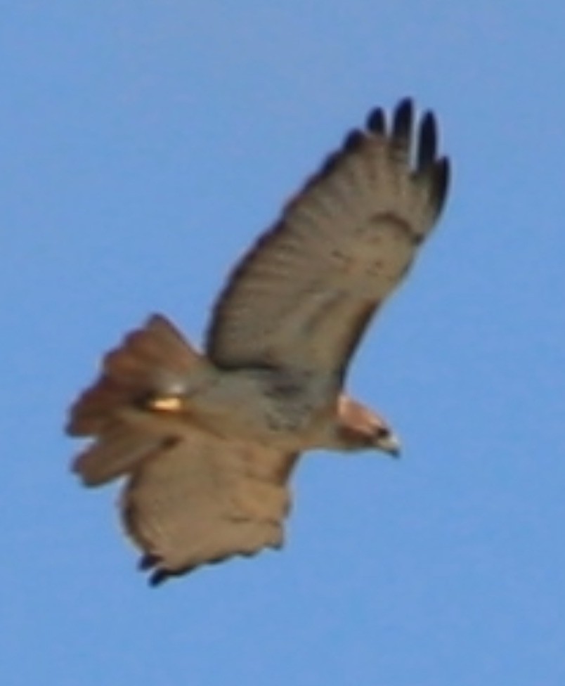 Red-tailed Hawk - ML617970863