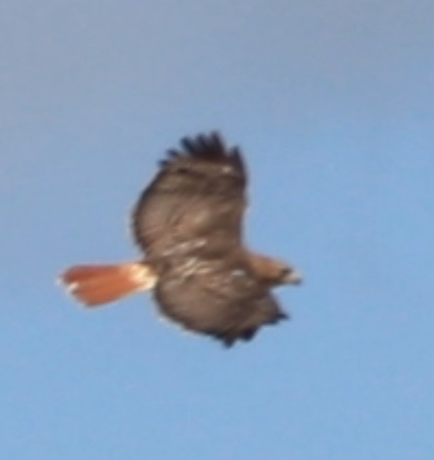 Red-tailed Hawk - ML617970864