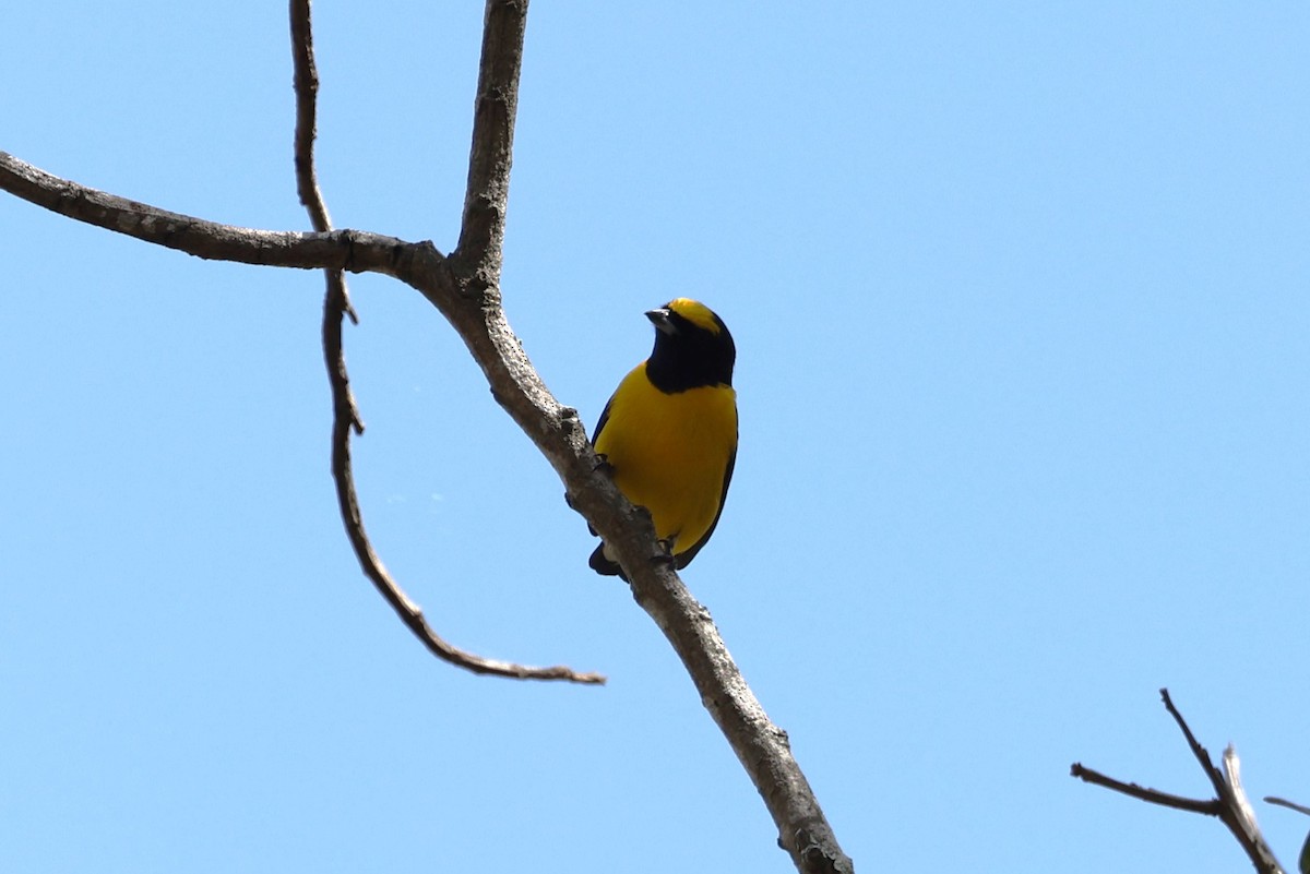 Scrub Euphonia - ML617970870