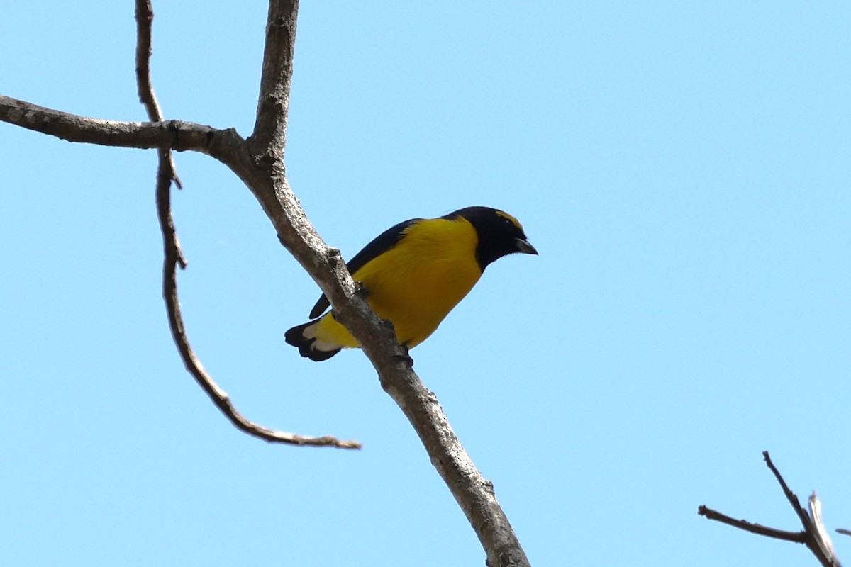 Scrub Euphonia - ML617970872