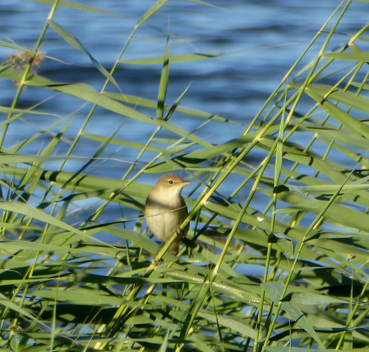 Common/Great Reed Warbler - ML61797091