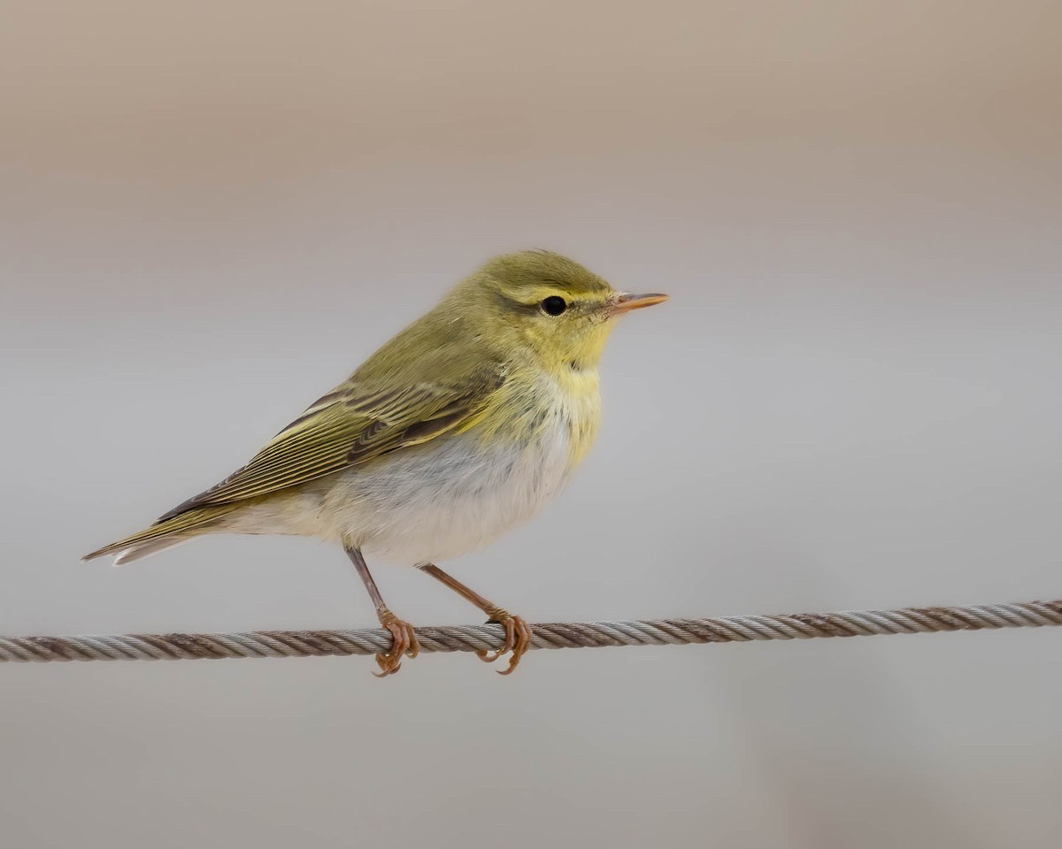 Mosquitero Silbador - ML617970941