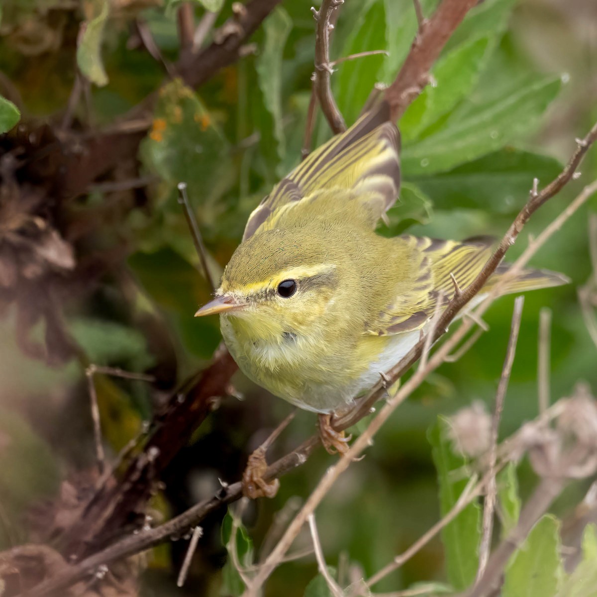 Mosquitero Silbador - ML617970942