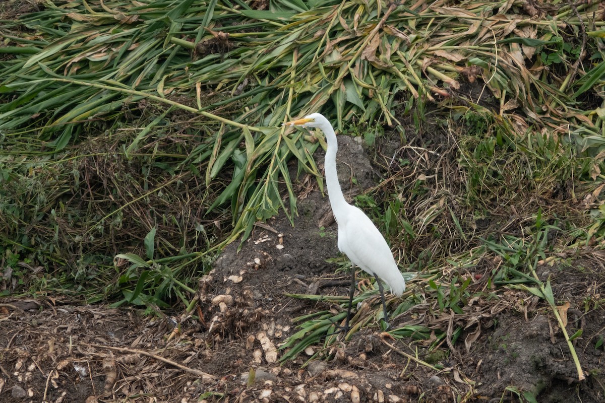 Great Egret - ML617970962