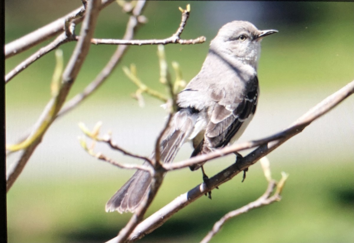 Northern Mockingbird - ML617970972