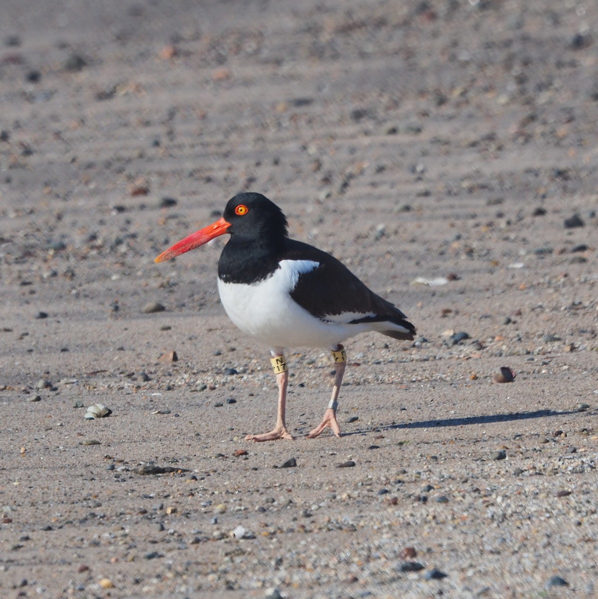 American Oystercatcher - ML617970980