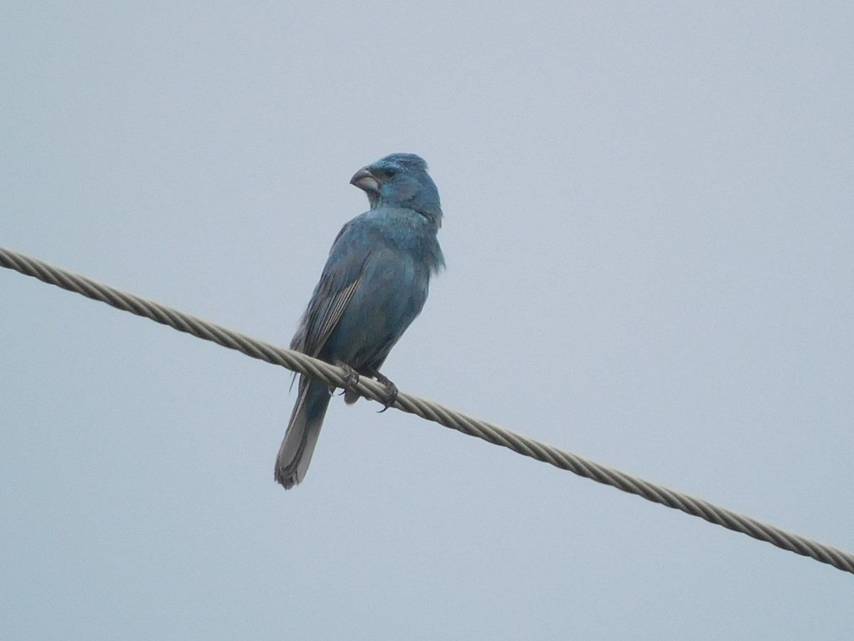 Glaucous-blue Grosbeak - ML617970992